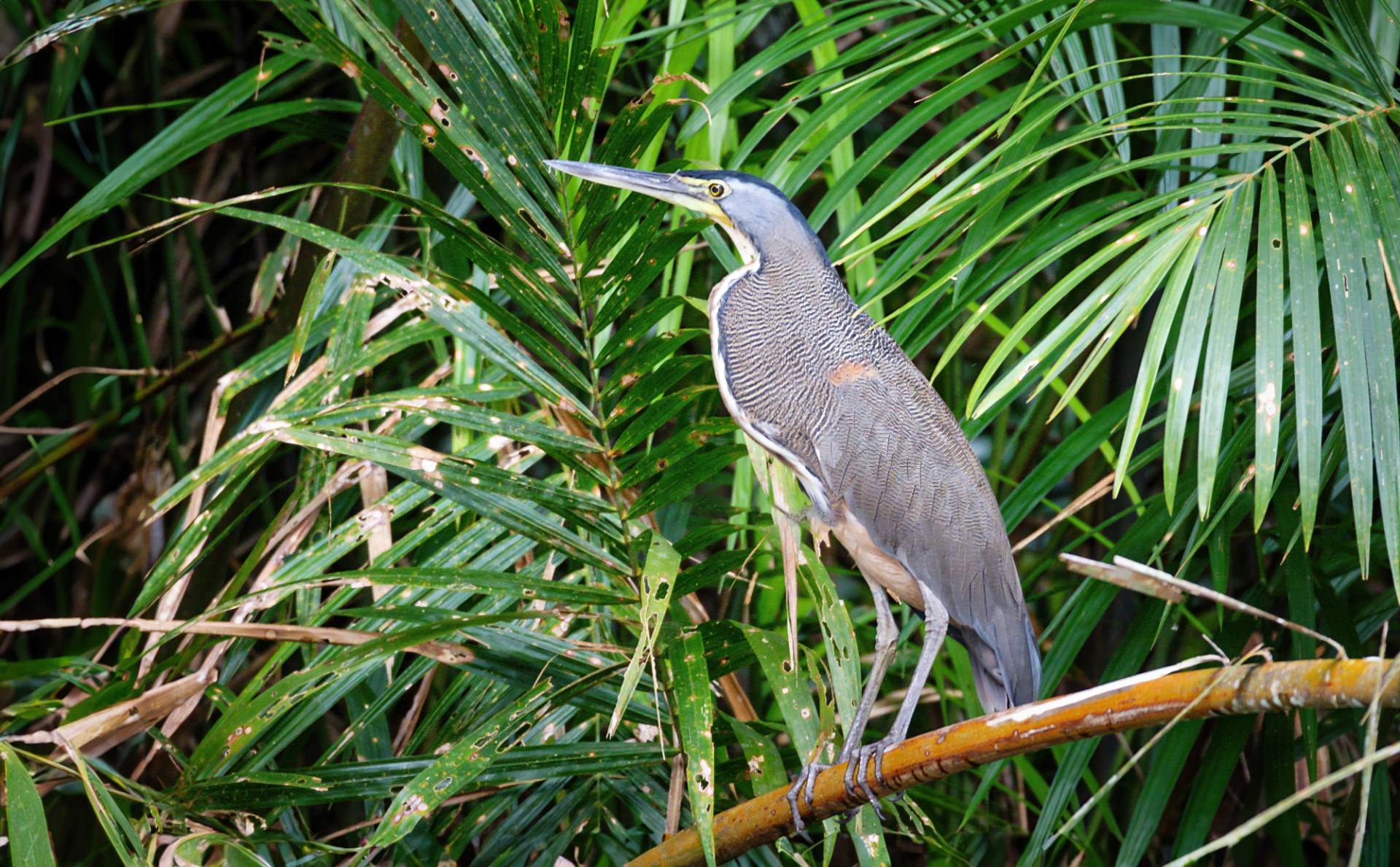Mexikanischer Tigerreiher oder auch Nacktkehlreiher (Tigrisoma mexicanum)
